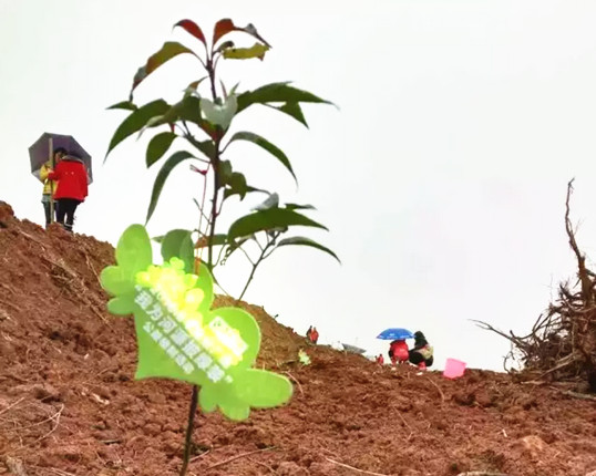 僑洋伙伴積極參與植樹公益活動