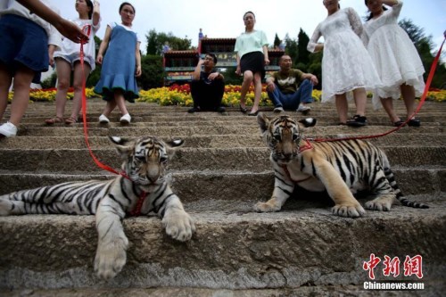 僑洋實(shí)業(yè)環(huán)形變壓器廠家?guī)銍^“遛老虎“啦！